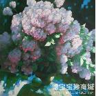 杨骅 丁香花 类别: 油画X